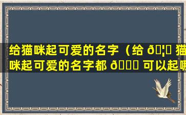 给猫咪起可爱的名字（给 🦆 猫咪起可爱的名字都 🕊 可以起哪些）